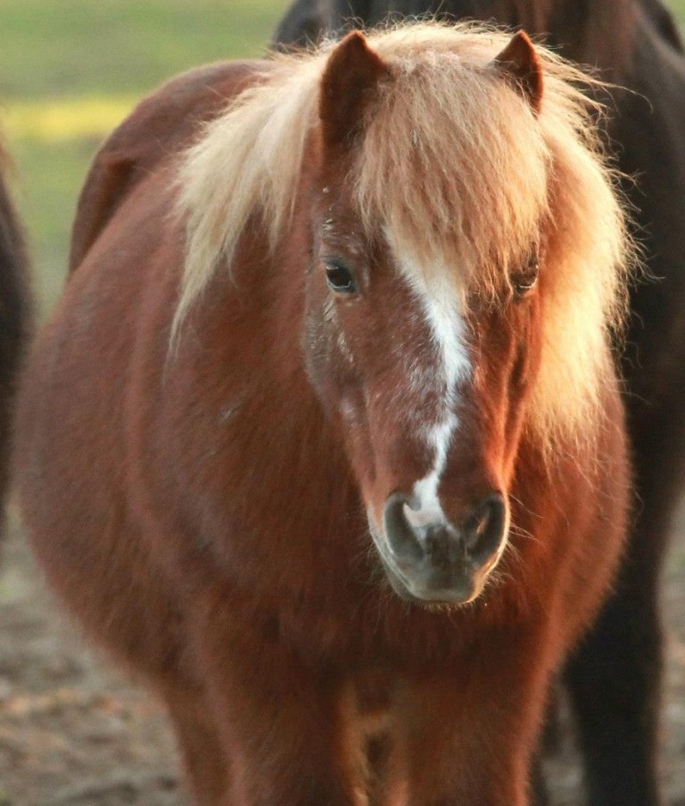 Alphonse 1988 Shetland