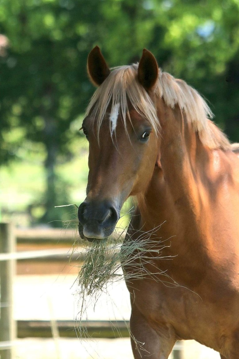 Amsterdam Song né le 19 Avril 2010 (Welsh Cob)