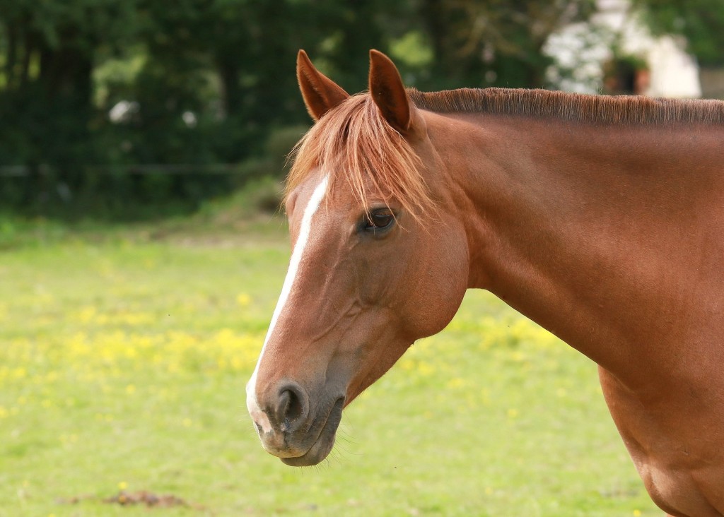 Benjin des Cours né le 2 Juin 2011 ( Pur Sang et New Forest)