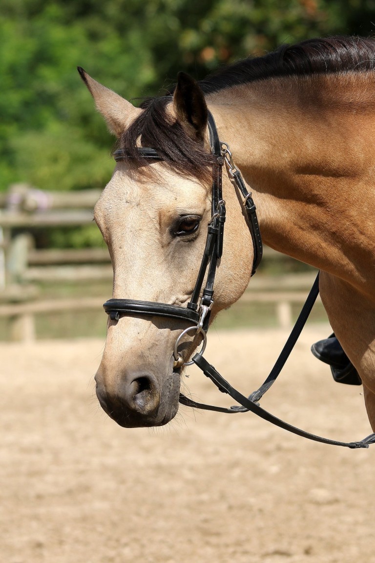 Celul'Oz Magenta né le 17 Mai 2012 (Welsh Part-Bred)