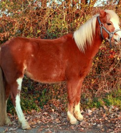 Fleur né le 16 Mai 2010 (Welsh Mountain Pony)