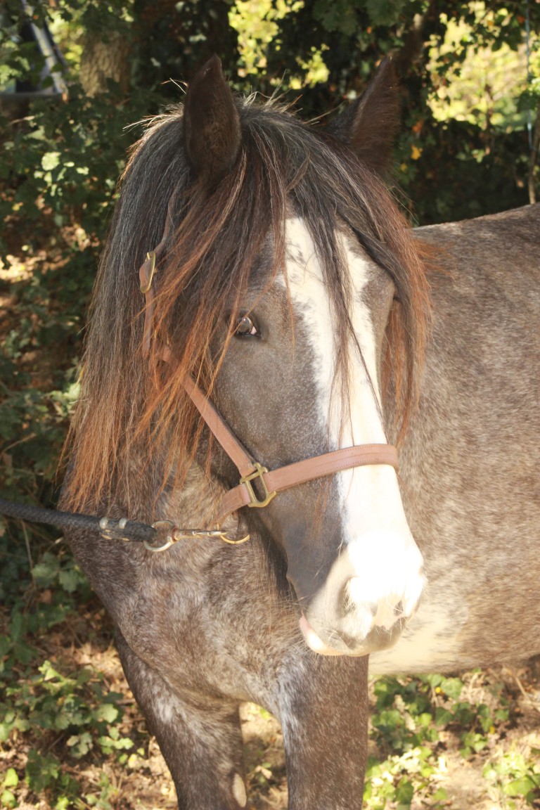 Briséis des Arriouets né le 1 Août 2011 (ONC)