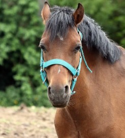 Rosedale Gold Mist né le 3 Mai 2006 (Welsh Pony)