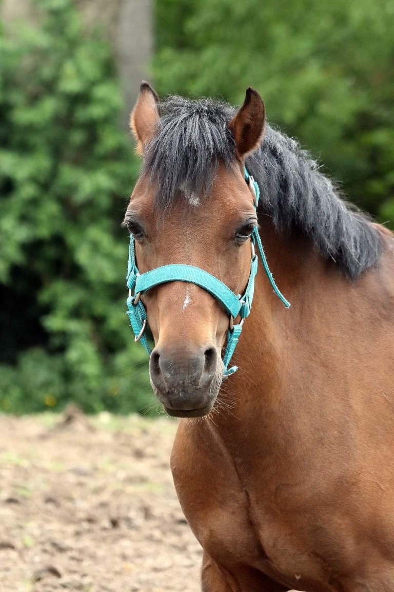 Rosedale Gold Mist né le 3 Mai 2006 (Welsh Pony)