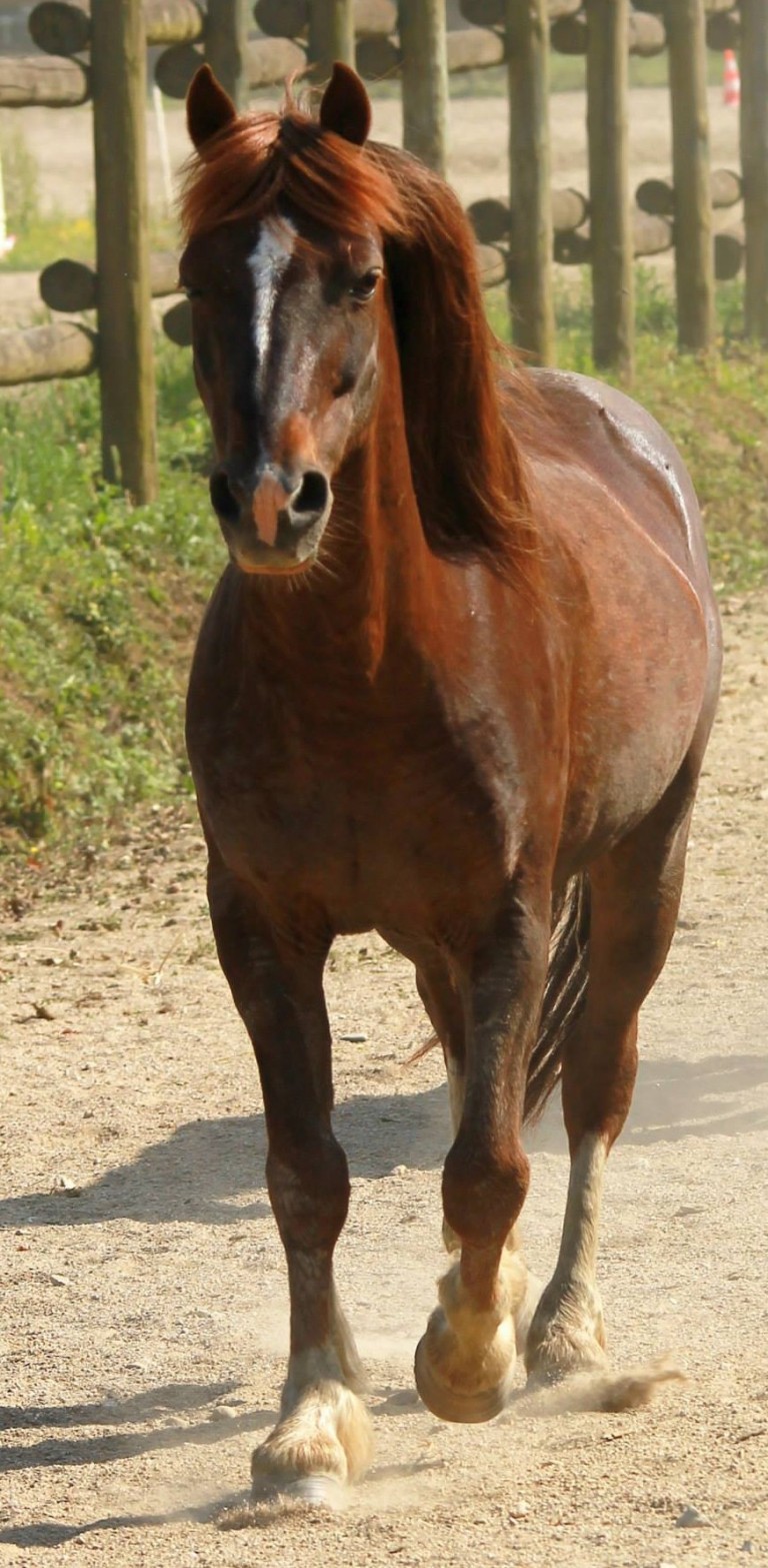 Rudy 2006 Hongre ONC