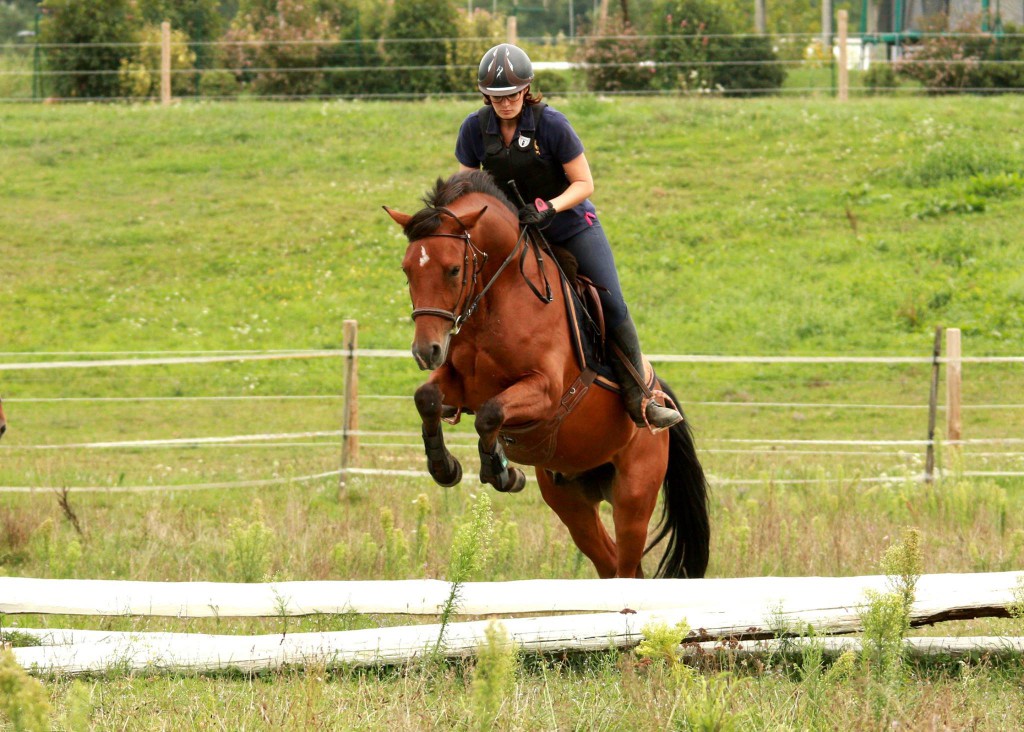 club équestre stages cross
