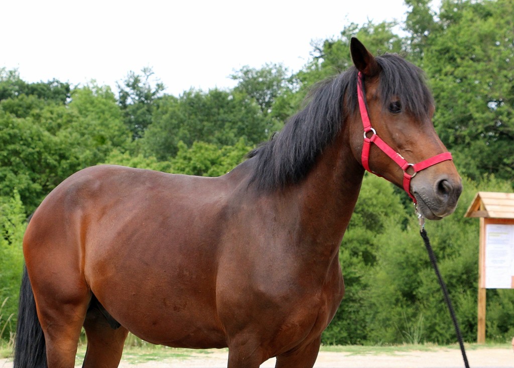 Halkom né le 6 Mai 1995 (Poney Français de Selle)
