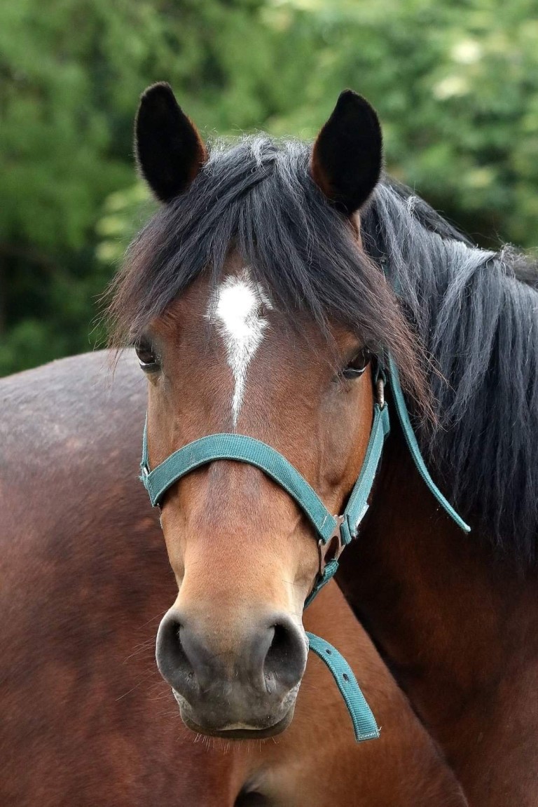 Thora des Chouans né le 30 Avril 2007 (Welsh Cob et Cheval de Selle)