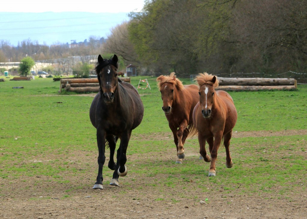 12898349_757066104430695_5610077752392647241_o