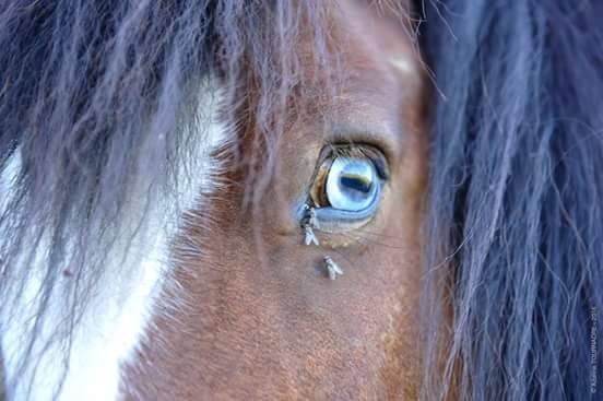 14088461_328125830861134_5026315732837762491_n